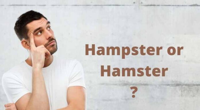 Which one is correct – Hampster or Hamster ? Which one is correct - Hampster or Hamster ?