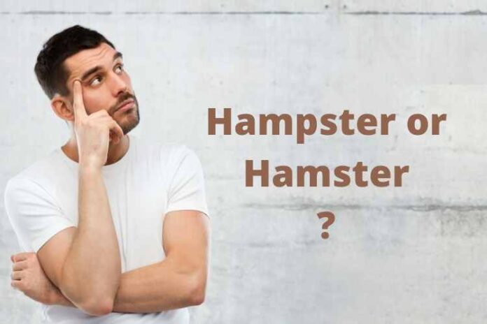 Which one is correct - Hampster or Hamster ?