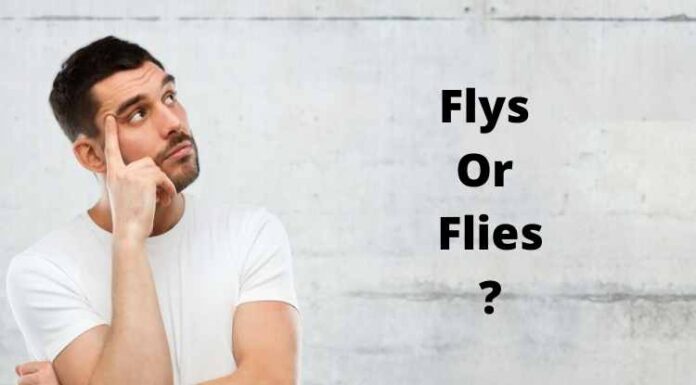 Flys Or Flies: What is the difference? Flys Or Flies