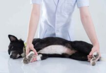 Are Canine Restraints Useful? Are Canine Restraints Useful