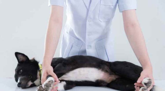 Are Canine Restraints Useful? Are Canine Restraints Useful