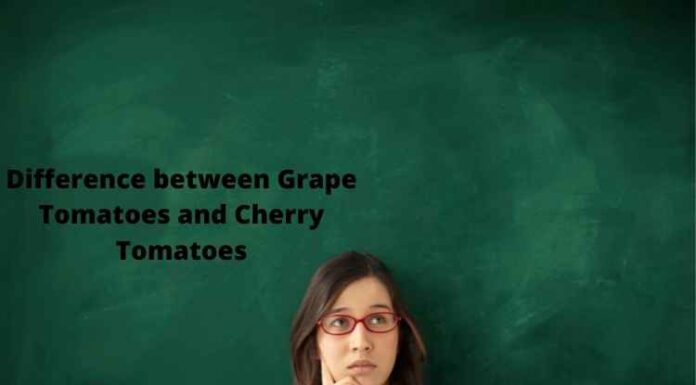 Difference between Grape Tomatoes and Cherry Tomatoes Difference between Grape Tomatoes and Cherry Tomatoes