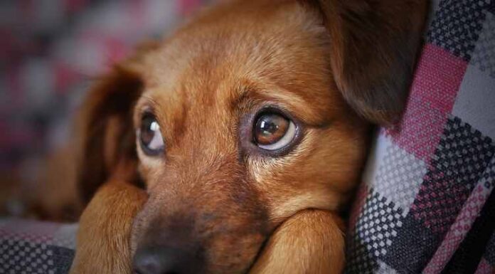 Pet’s Sensitive Skin and Its Aggravating Conditions – How Do You Take Care? Pet’s Sensitive Skin and Its Aggravating Conditions - How Do You Take Care?