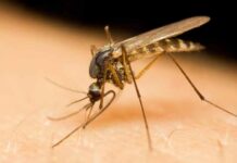 How Do Insects Affect the House Negatively? How Do Insects Affect the House Negatively