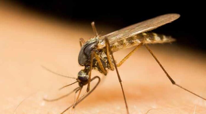 How Do Insects Affect the House Negatively? How Do Insects Affect the House Negatively