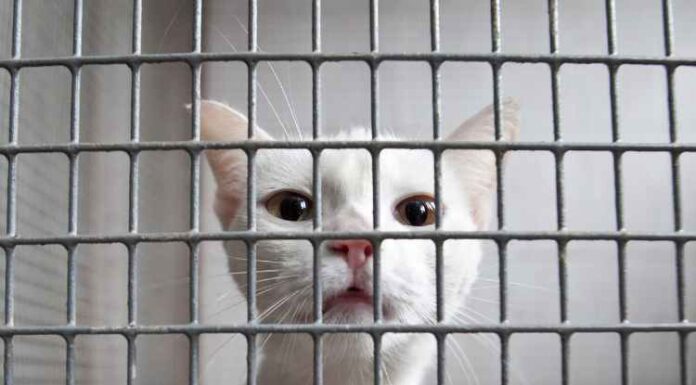 Cage Trolleys: A Game-Changer for Hospitality and Catering Businesses Cage Trolleys: A Game-Changer for Hospitality and Catering Businesses