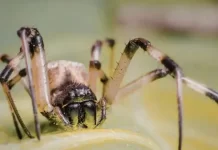 Wolf Spider Spider Bite: What Really Happens, What to Watch For, and When to Care Wolf Spider Spider Bite