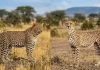 Leopard vs Cheetah: Know the Difference A side-by-side comparison photograph: on the left, a robust leopard stands among thorny scrub, displaying complex rosette markings; on the right, a sleek, slender cheetah stands in open grassland, showing simple black spots and distinct facial tear streaks.