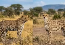 Leopard vs Cheetah: Know the Difference A side-by-side comparison photograph: on the left, a robust leopard stands among thorny scrub, displaying complex rosette markings; on the right, a sleek, slender cheetah stands in open grassland, showing simple black spots and distinct facial tear streaks.